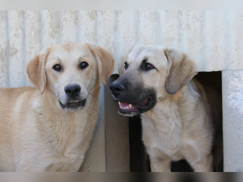 Hauke liebenswert & schüchtern