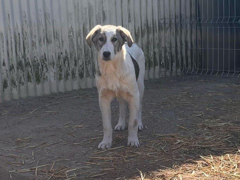 Sanfter Helmi sucht seine Familie