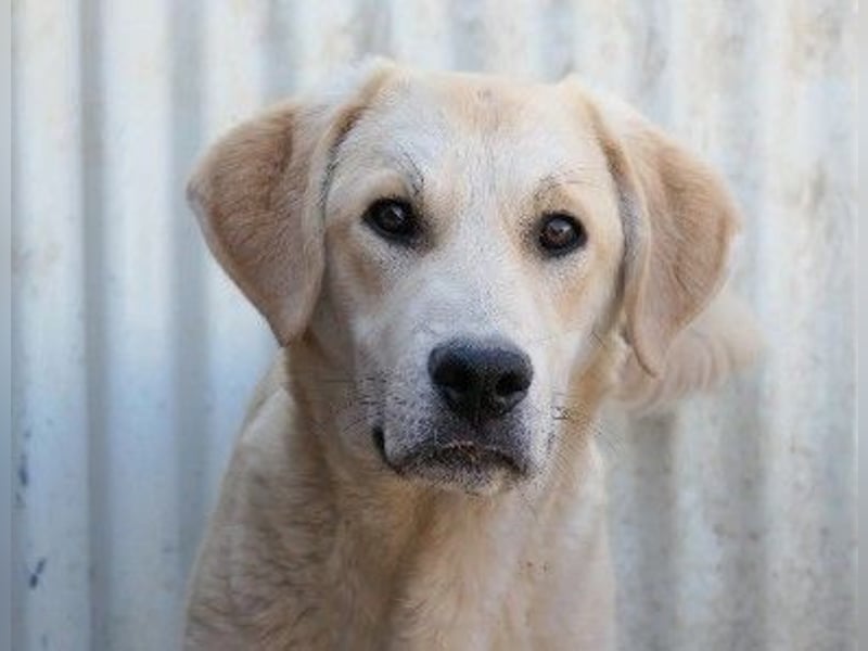 lieber Hauke sucht dringend sein Zuhause