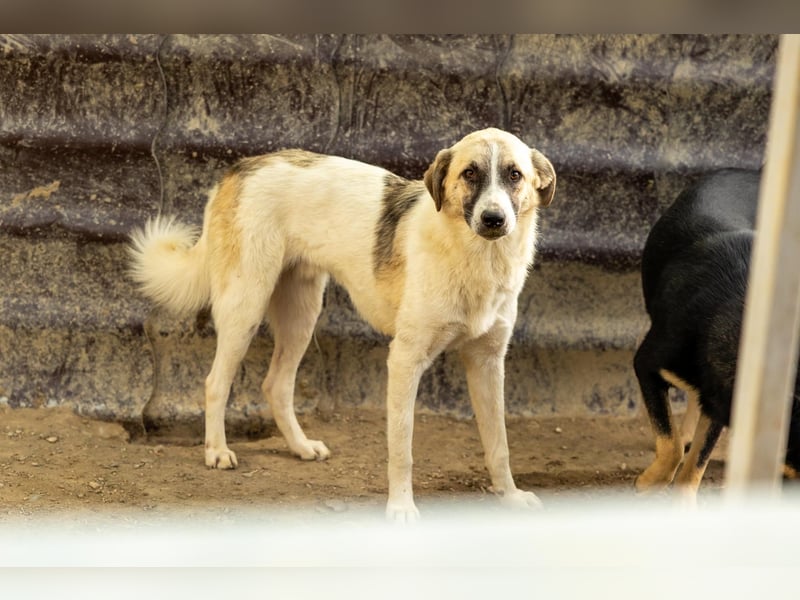 Neugieriger Hagrid sucht geduldige Menschen
