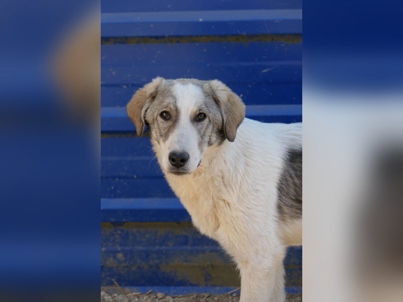Unsicherer Helmi hofft seine Menschen zu finden