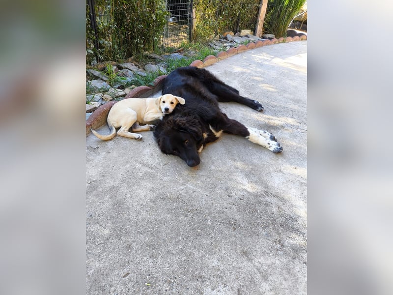 Juhani-freundlicher Wegbegleiter auf 4 Pfoten