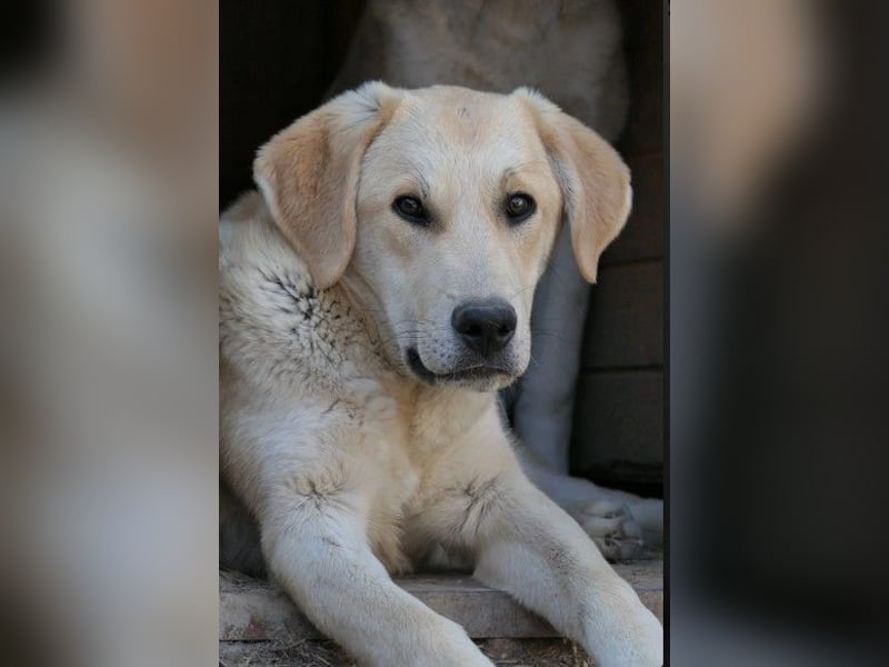 Hauke-ruhiger Riese mit ganz viel Herz
