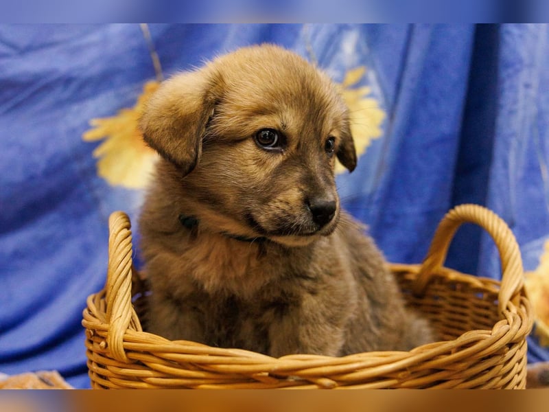 Hauke, unser lieber ruhiger  Blondie