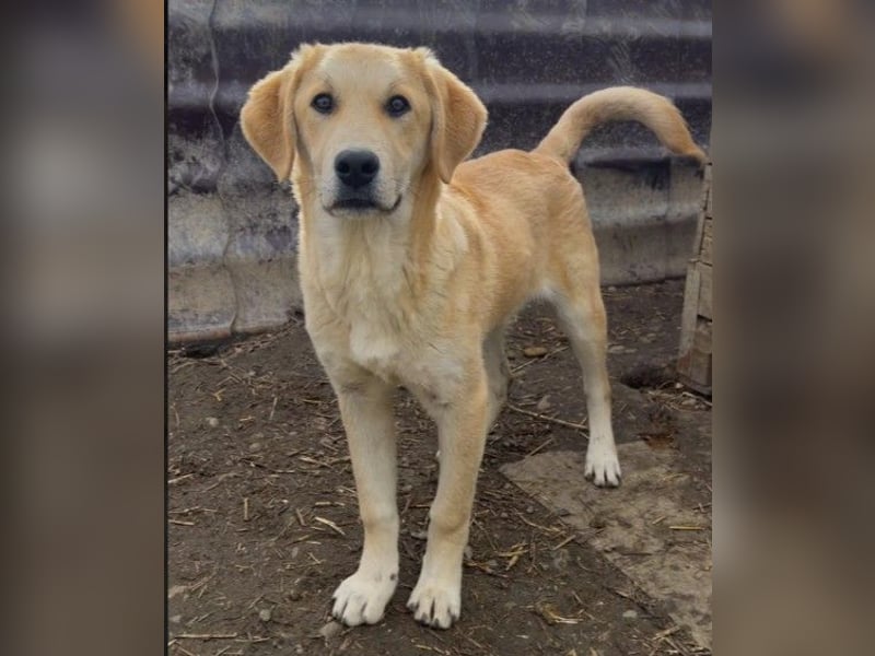 Hauke- unsicherer Ries sucht sicheres Körbchen