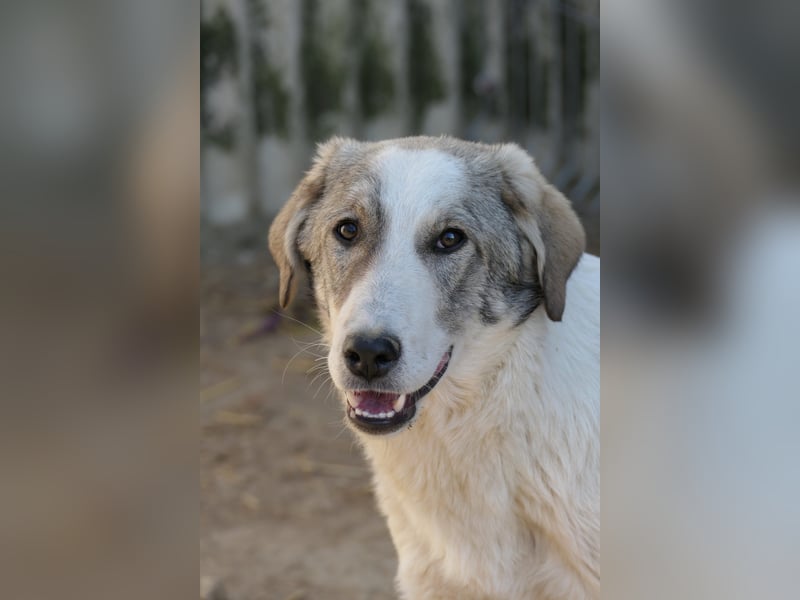 Unsicherer Helmi hofft seine Menschen zu finden