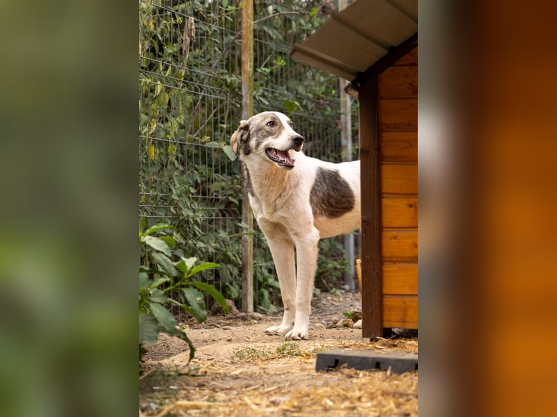 Sanfter Helmi sucht seine Familie