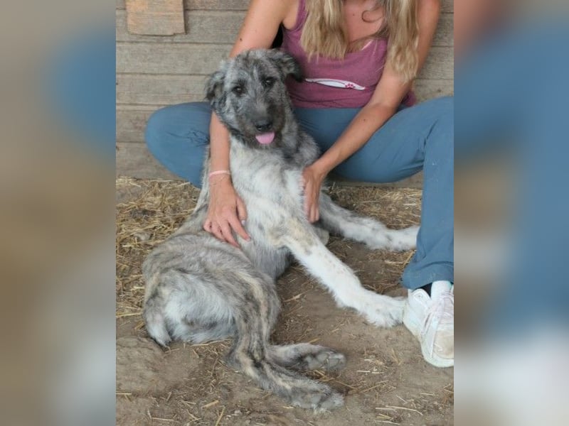 HEIDI: Menschenbezogene Junghündin