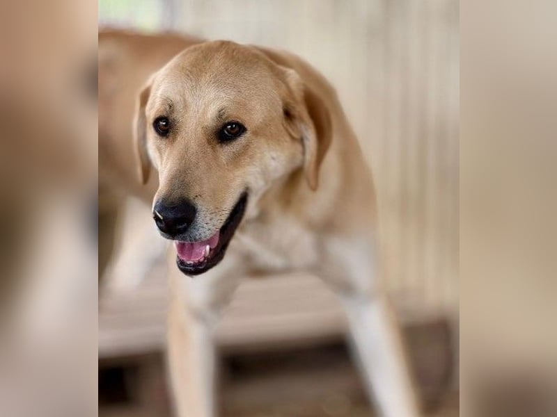 Schüchterner, lieber Hauke sucht seine Menschen