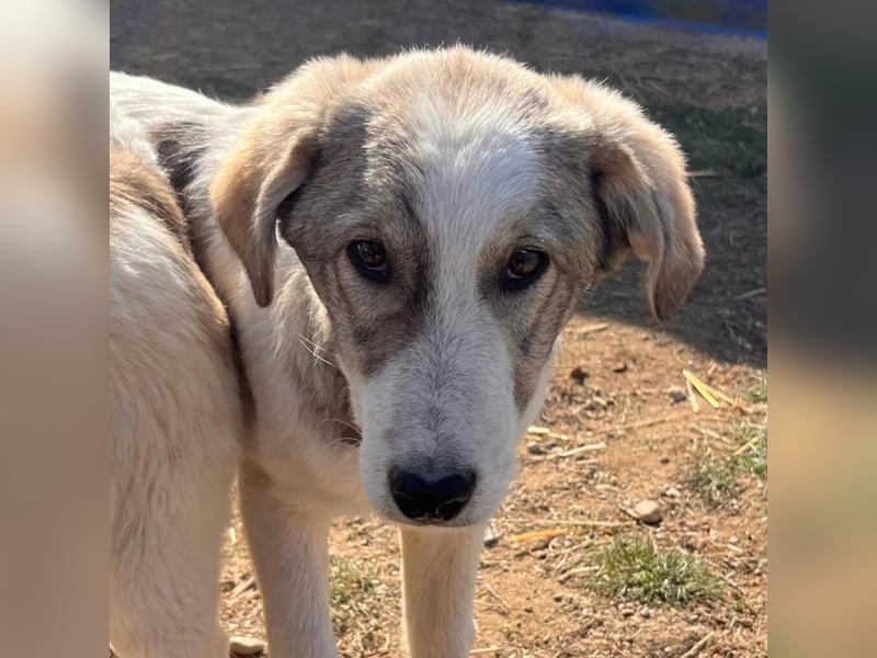 Sanfter Helmi sucht seine Familie