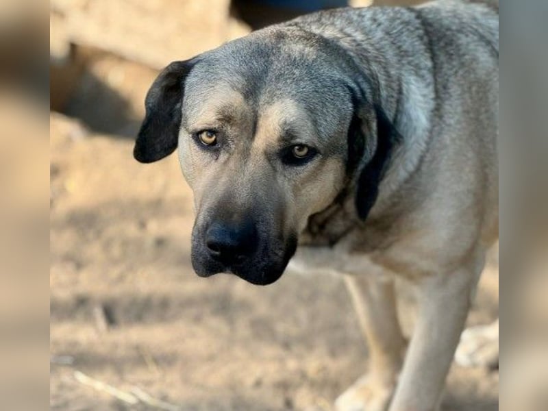 KALY - verspielt & fröhlich