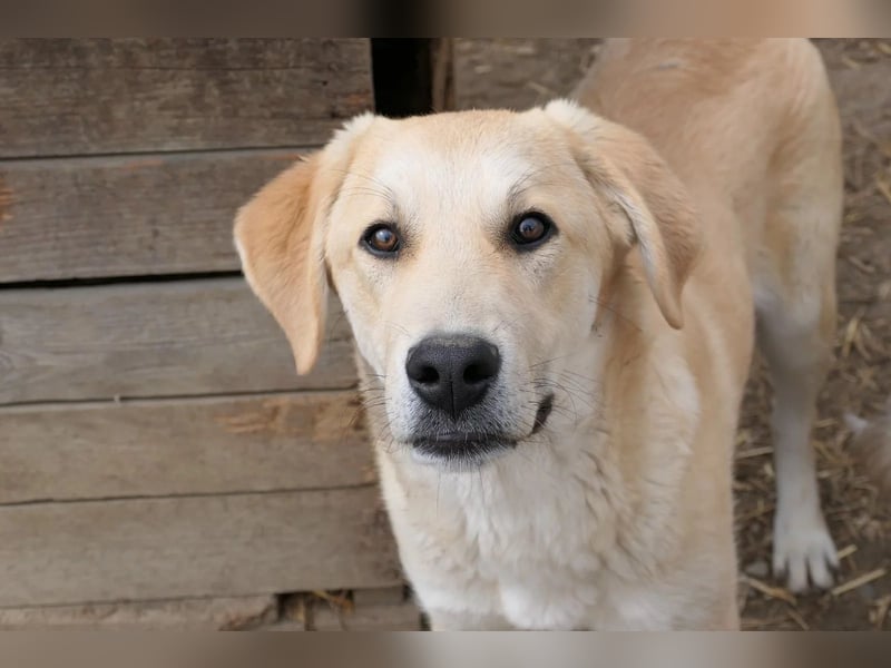 Hauke-ruhiger Riese mit ganz viel Herz