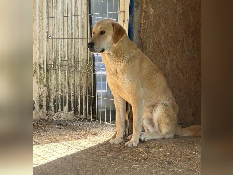 Hauke, unser lieber ruhiger  Blondie
