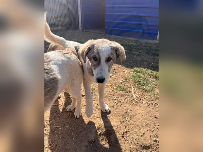 HELMI - sanfter Riese sucht sein Happy End