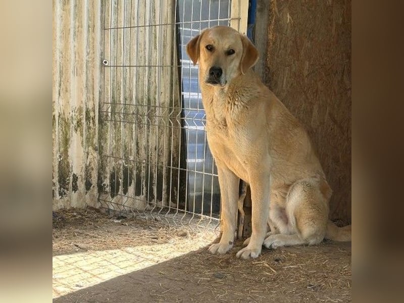 Schüchterner, lieber Hauke sucht seine Menschen
