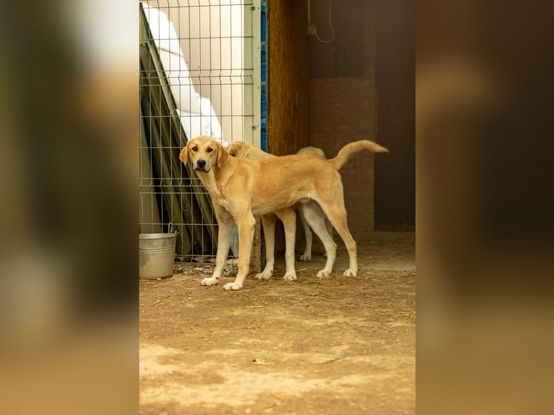 Hauke, unser lieber ruhiger  Blondie