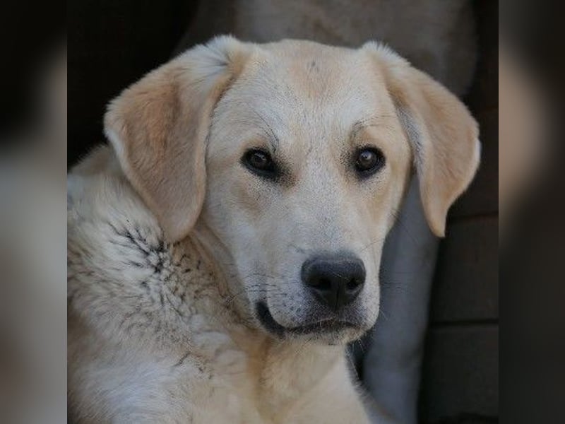 lieber Hauke sucht dringend sein Zuhause