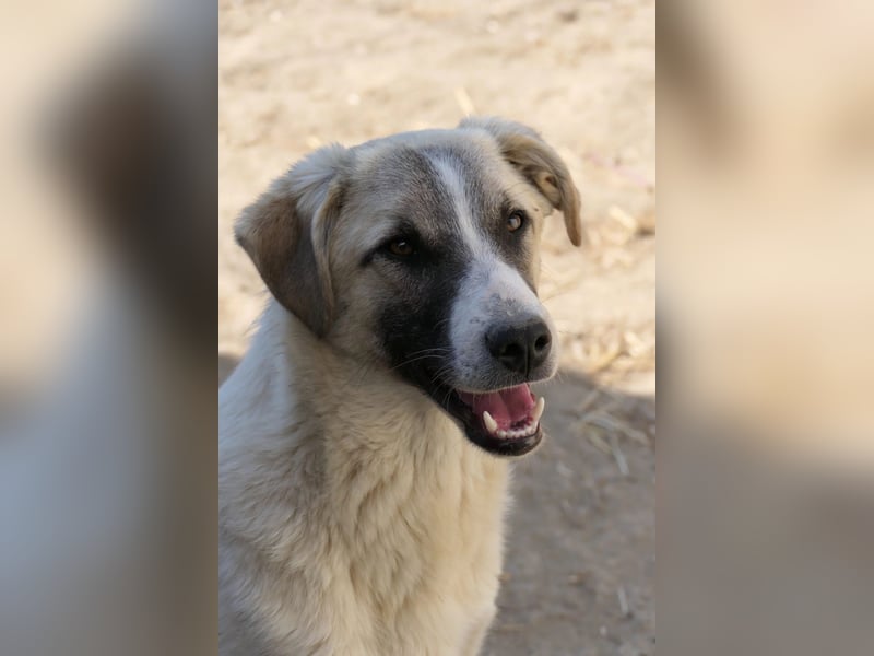 Neugieriger Hagrid sucht geduldige Menschen