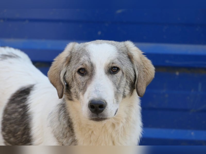 HELMI - sanfter Riese sucht sein Happy End