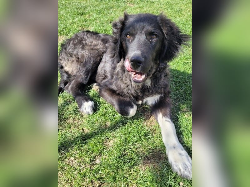 Juhani-freundlicher Wegbegleiter auf 4 Pfoten