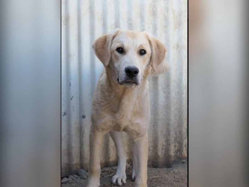 Hauke- unsicherer Ries sucht sicheres Körbchen