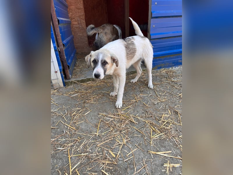 Neugieriger Hagrid sucht geduldige Menschen