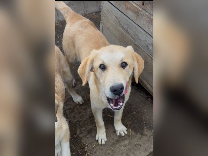 Hauke, unser lieber ruhiger  Blondie