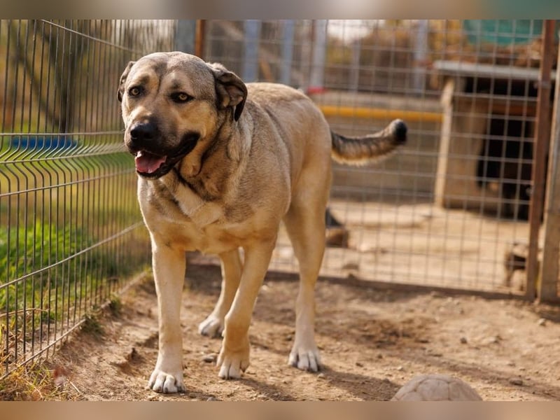 KALY - verspielt & fröhlich