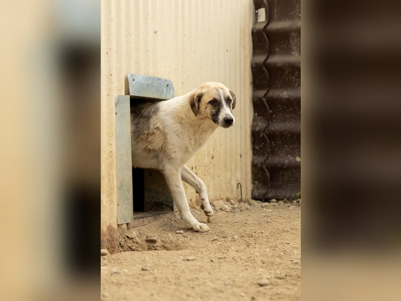 Hagrid - sanfter Riese sucht sein Zuhause