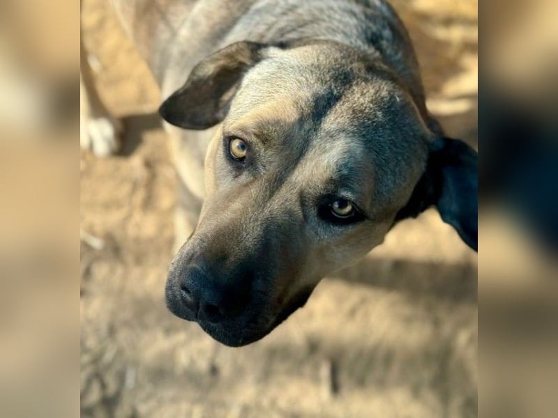 KALY - verspielt & fröhlich