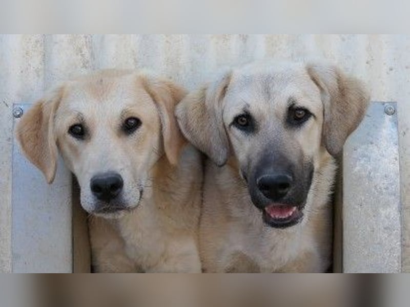 lieber Hauke sucht dringend sein Zuhause