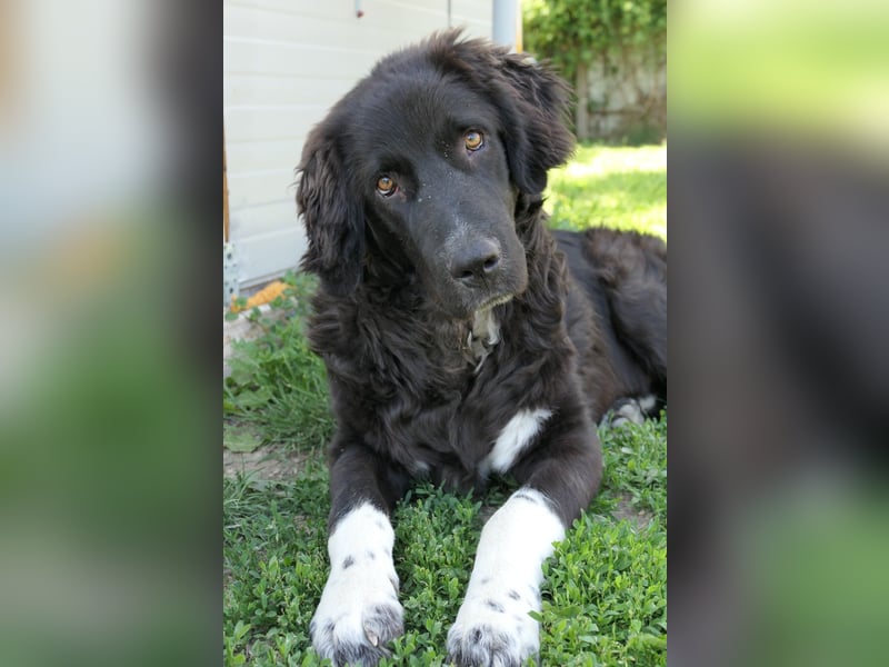 Juhani-freundlicher Wegbegleiter auf 4 Pfoten