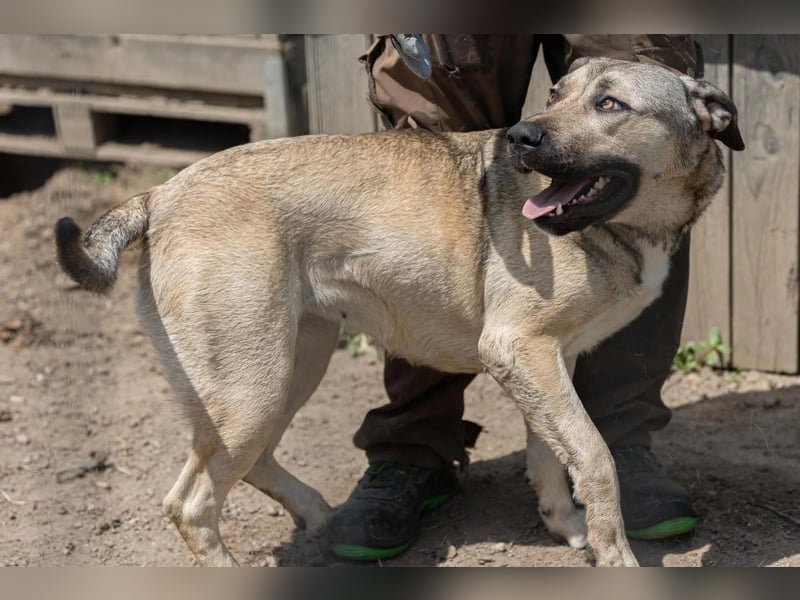 KALY - verspielt & fröhlich
