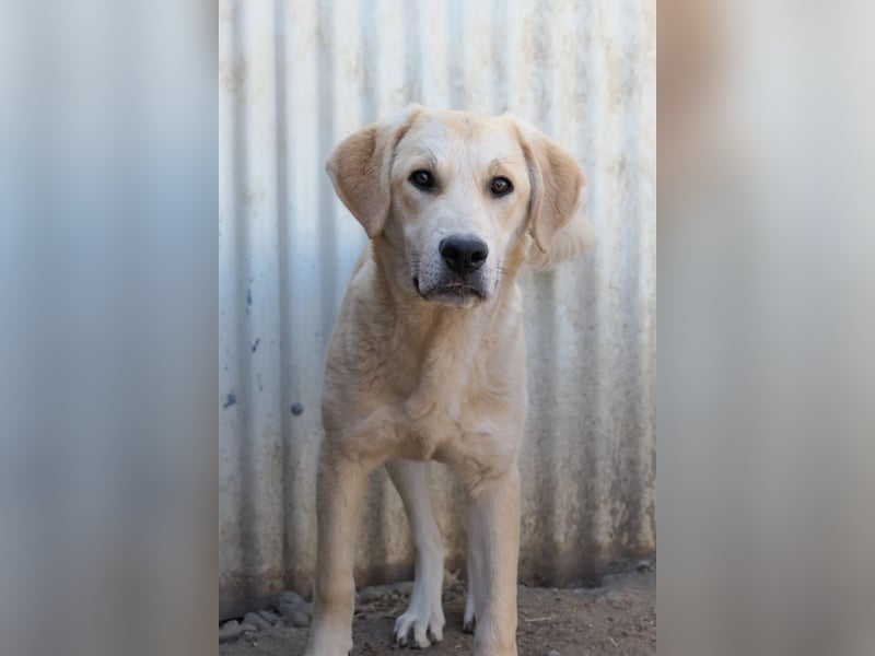 Hauke liebenswert & schüchtern