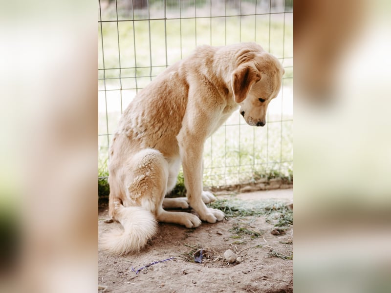 Hauke, unser lieber ruhiger  Blondie