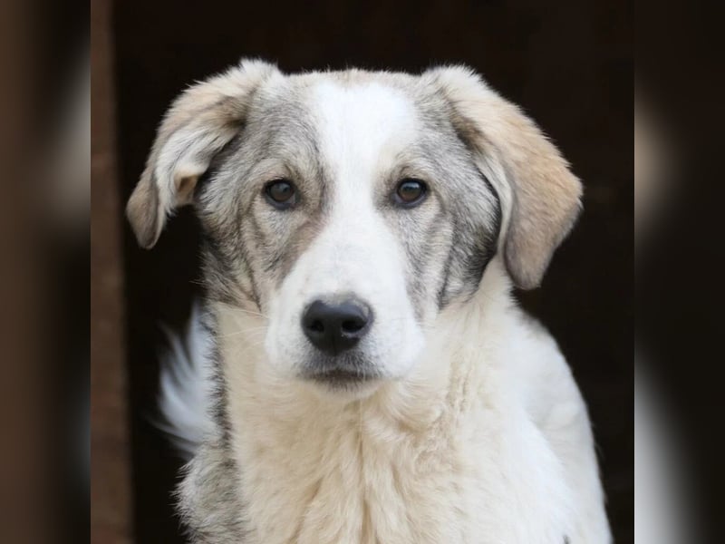 Unsicherer Helmi hofft seine Menschen zu finden