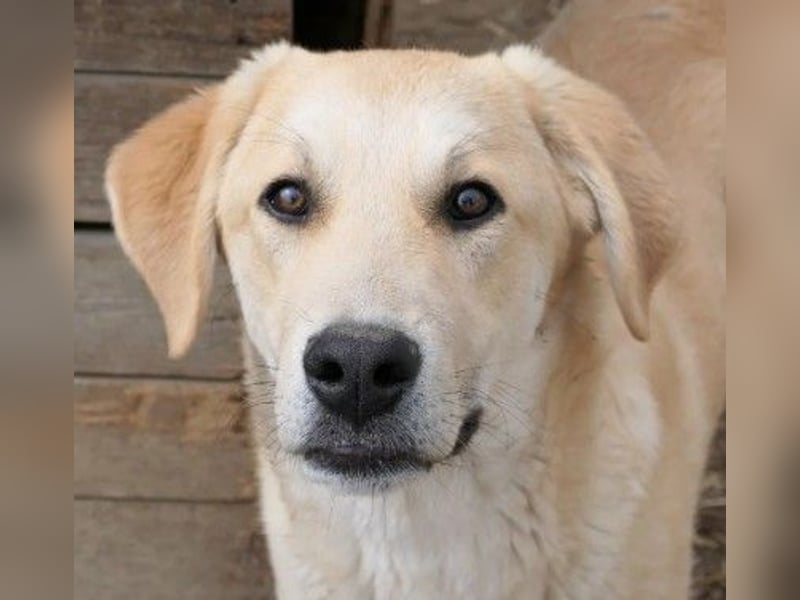 lieber Hauke sucht dringend sein Zuhause