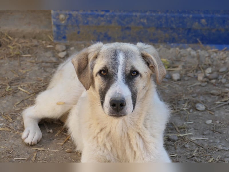 Hagrid - sanfter Riese sucht sein Zuhause