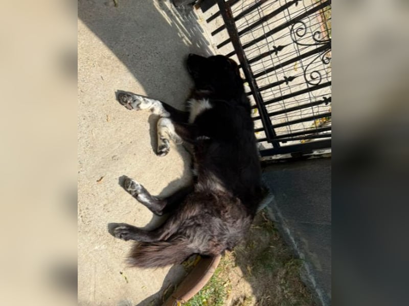 JUHANI - freundlich, verschmust, katzenverträglich