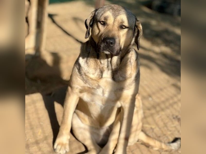 KALY - verspielt & fröhlich