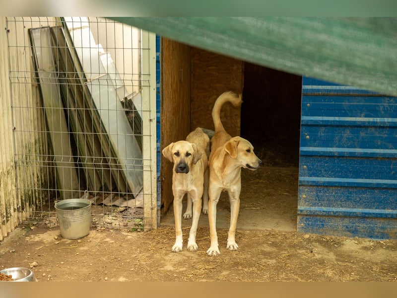 Hauke liebenswert & schüchtern