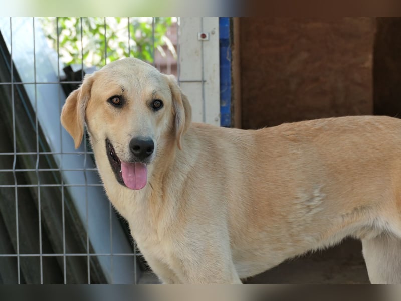 Hauke, unser lieber ruhiger  Blondie