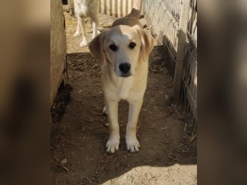 Hauke liebenswert & schüchtern