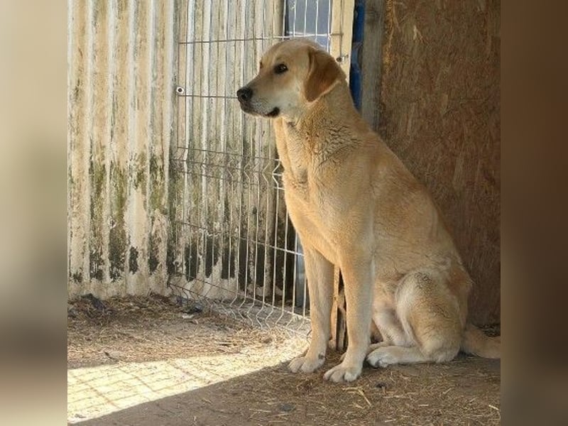 Schüchterner, lieber Hauke sucht seine Menschen