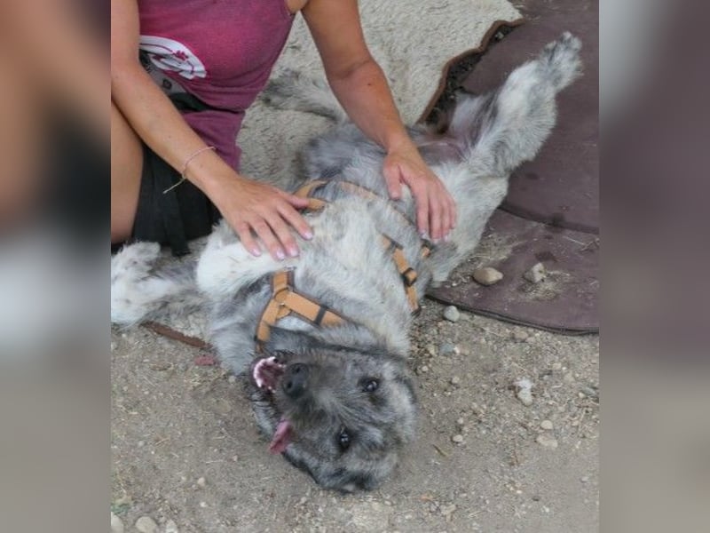 HEIDI: Menschenbezogene Junghündin