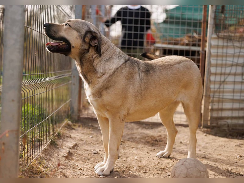 KALY - verspielt & fröhlich