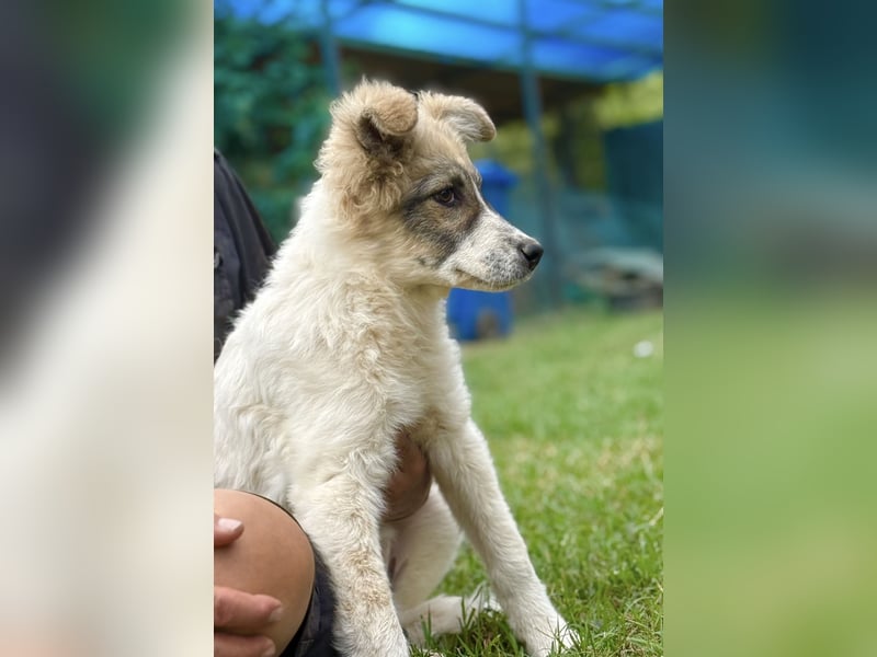 PEACH - liebe Junghündin sucht ihre Menschen