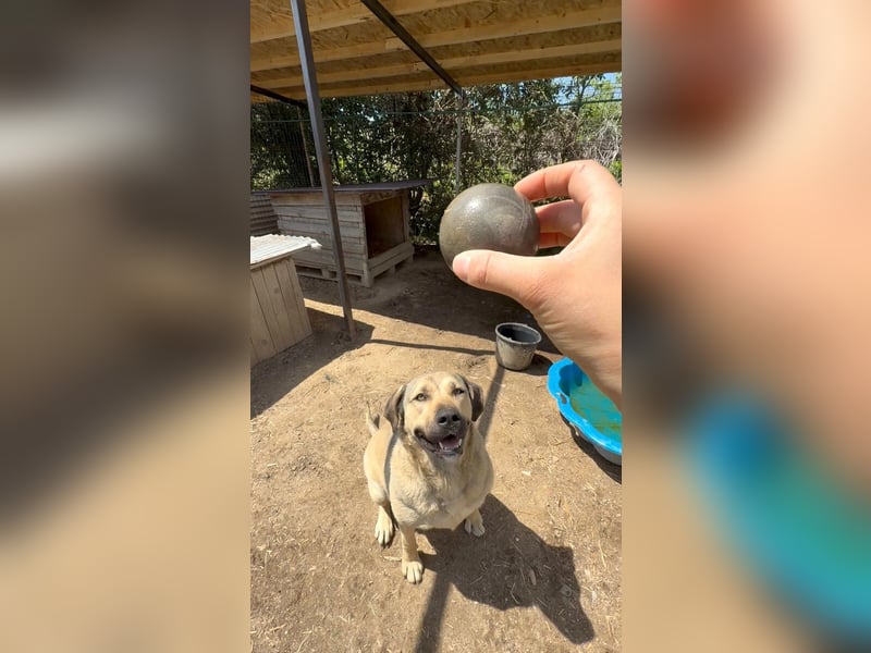 KALY - verspielt & fröhlich