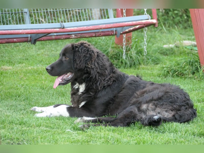 Juhani-freundlicher Wegbegleiter auf 4 Pfoten