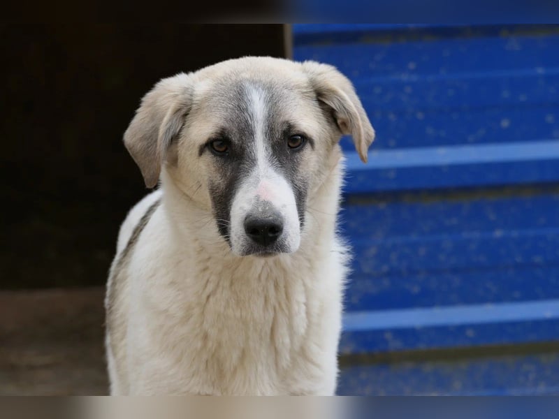 Neugieriger Hagrid sucht geduldige Menschen